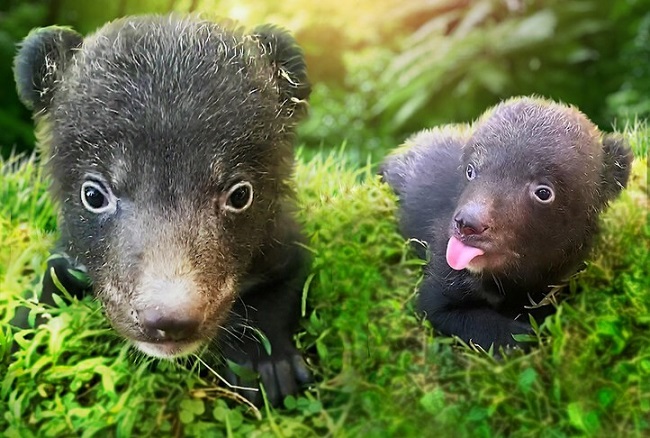 Gemasnya Bayi Beruang Hitam Himalaya di The Amazing Taman Safari Bali